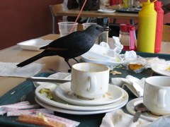 IMG_5517.JPG